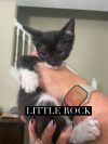 Little Rock photo 3