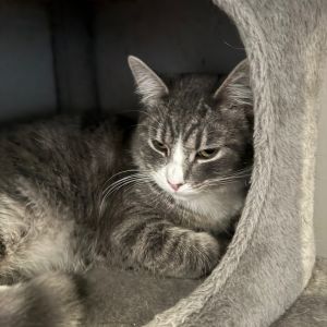 Muffin, Young Male Domestic Short Hair
