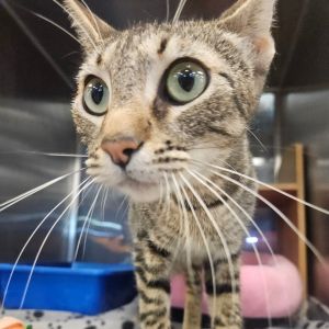 Momma, Adult Female Domestic Short Hair