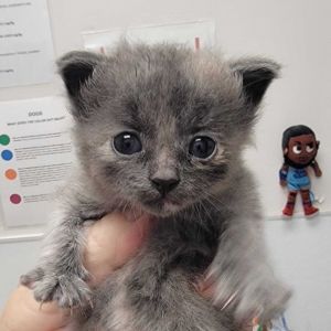 Hazy Domestic Short Hair Cat