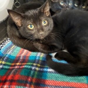Obi, Baby Male Domestic Short Hair