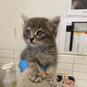 Tia, Baby Female Domestic Short Hair