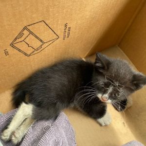 Bounty, Baby Male Domestic Short Hair