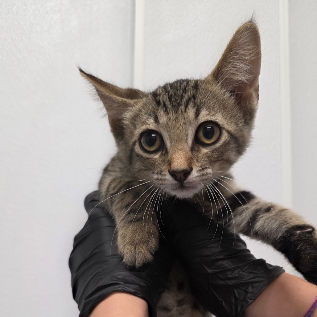 Hawke, an adoptable Domestic Short Hair in Abilene, TX, 79602 | Photo Image 1