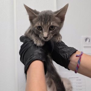 Finch, Baby Male Domestic Short Hair