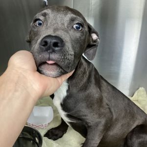 Xander, Young Male Terrier