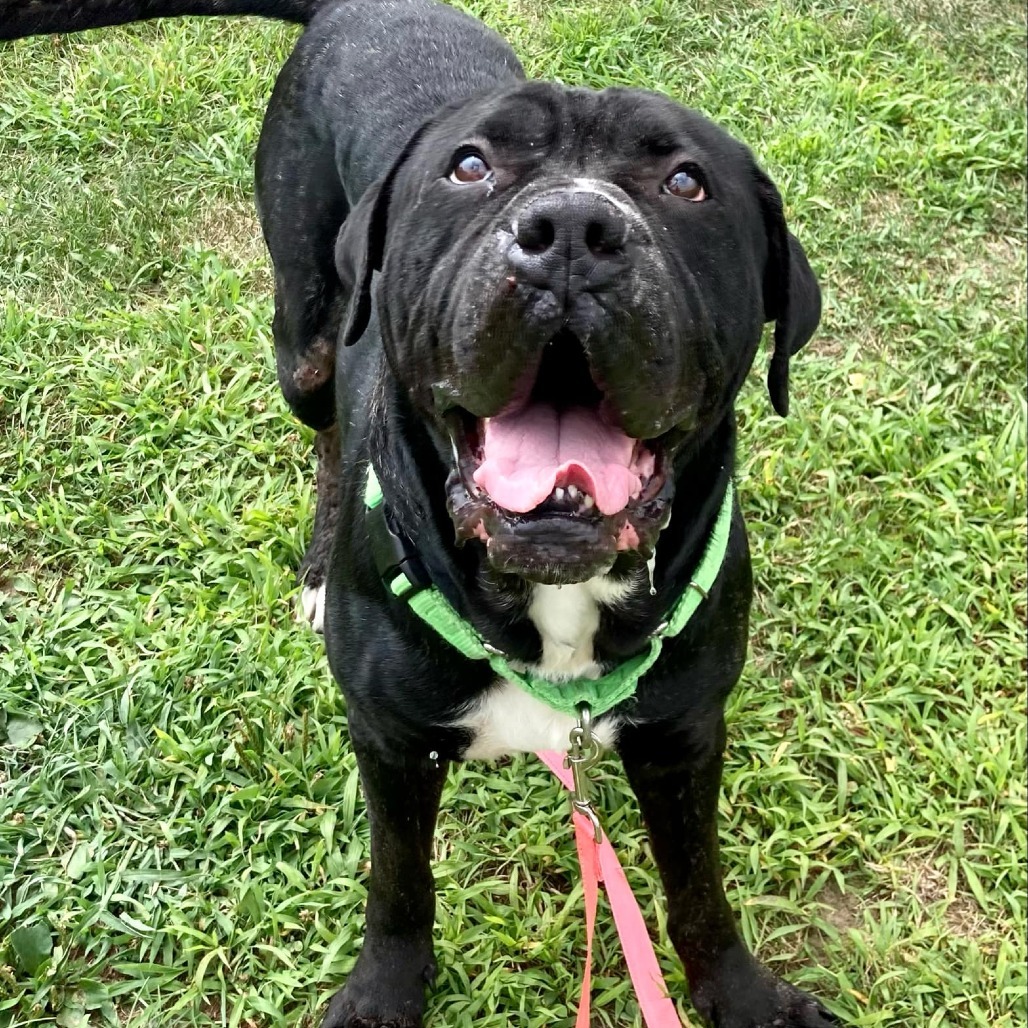 Odin