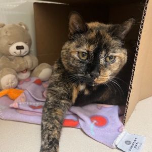 Tiggy, Senior Female Domestic Short Hair