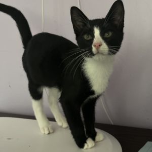 Sherwood, Baby Male Domestic Short Hair