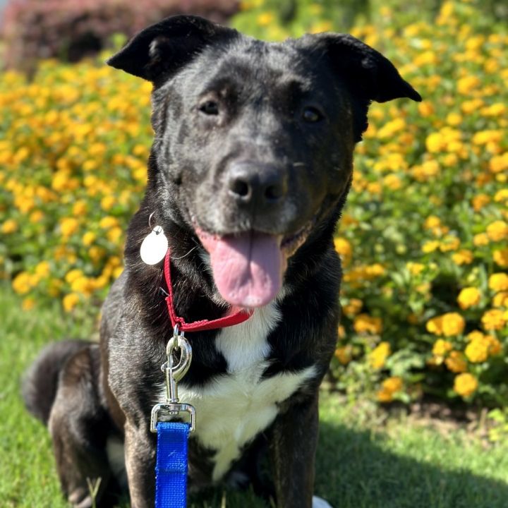 Daisy 21443 2