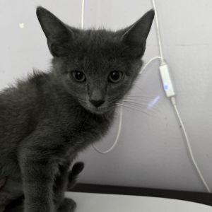 Arctic, Baby Female Domestic Short Hair