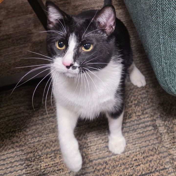 Whiskers 1