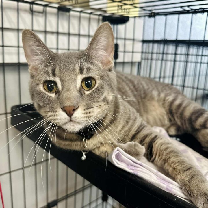 Calvin -Sullivan Petsense 1