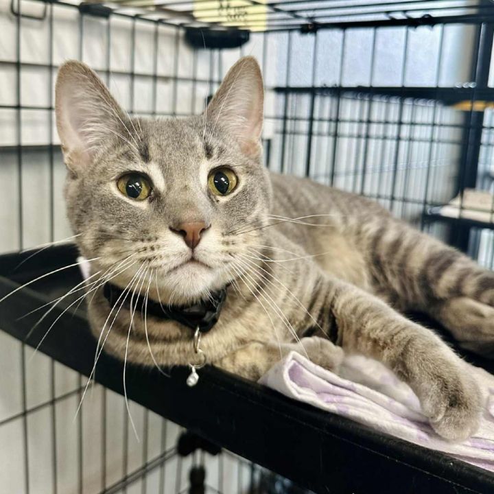 Calvin -Sullivan Petsense 2