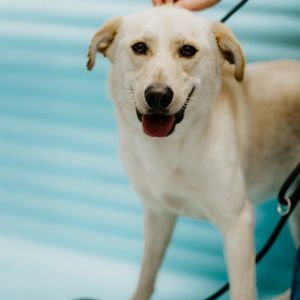 Ski, Adult Male Mixed Breed