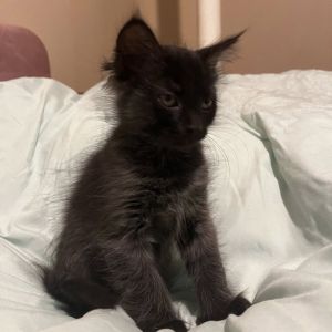 Banana Pudding, Baby Female Domestic Medium Hair