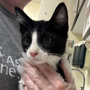 Rhyme, Baby Male American Shorthair
