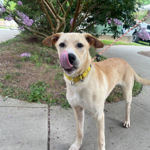 Corduroy, Young Male Mixed Breed