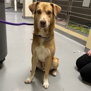 Camp Rock, Adult Male Mixed Breed