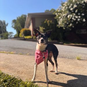 Lisey, Adult Female Chihuahua