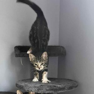 Sketchers, Baby Female Domestic Short Hair