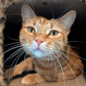 Pumpkin, Adult Female Domestic Short Hair