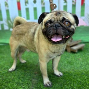 Buddy Luke - Costa Mesa Location, Adult Male Pug