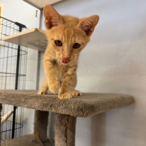 Cathmandu - Claremont Location