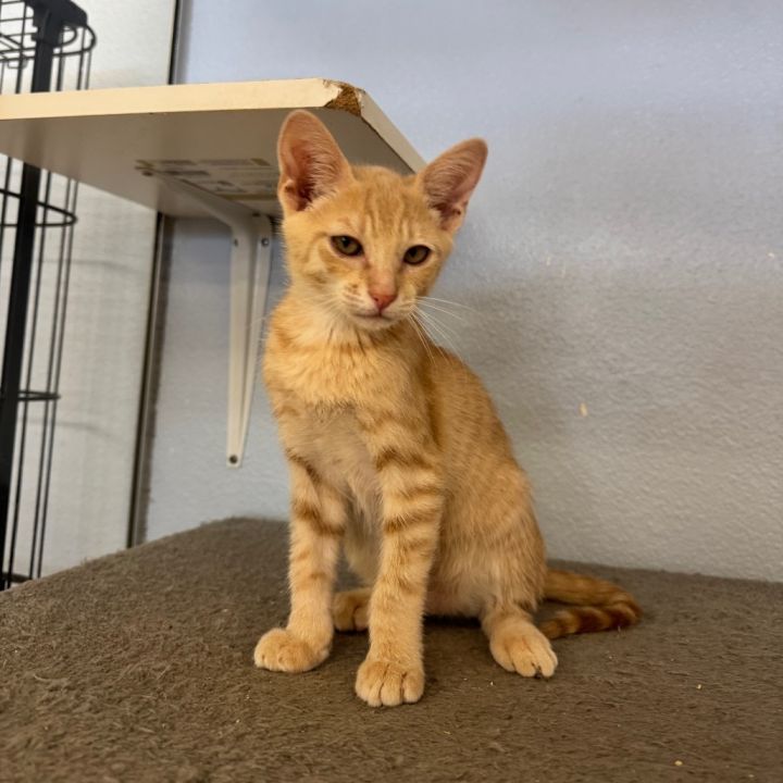 Cathmandu - Claremont Location 3