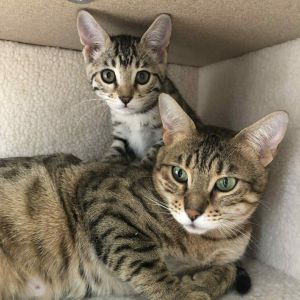 Willowkit, Baby Female Bengal