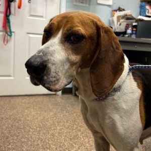 Norah, Senior Female Treeing Walker Coonhound