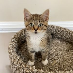 Duracell, Baby Male Domestic Short Hair