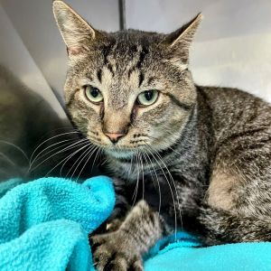 Raccoon, Adult Male Domestic Short Hair