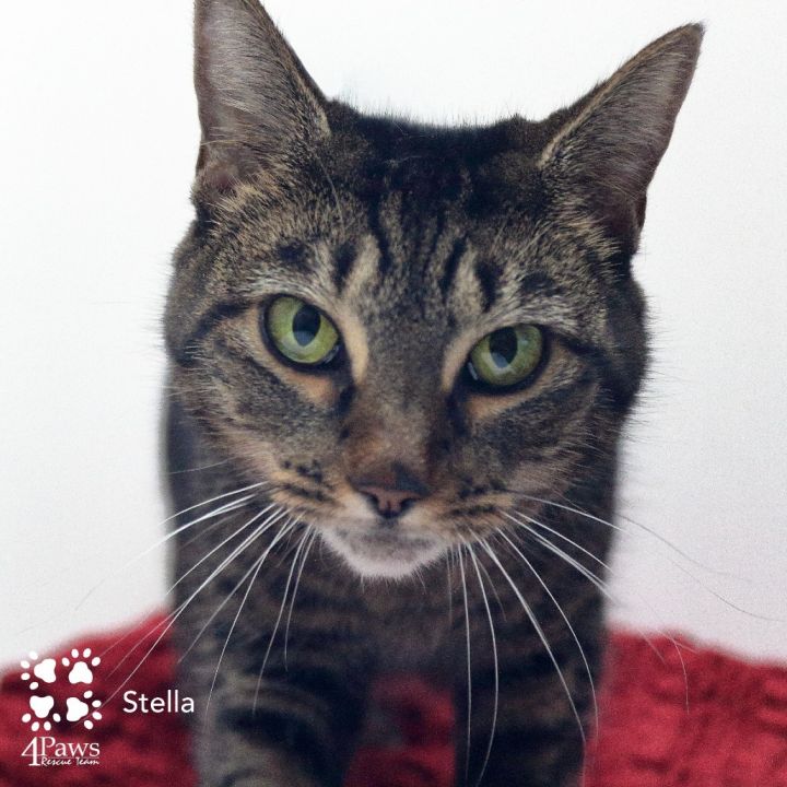 Stella Berkeley 5
