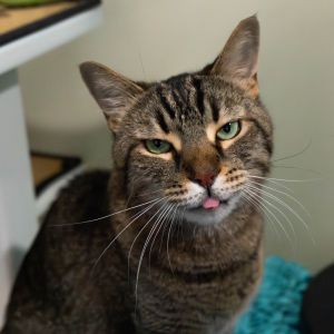 Luke, Senior Male Domestic Short Hair