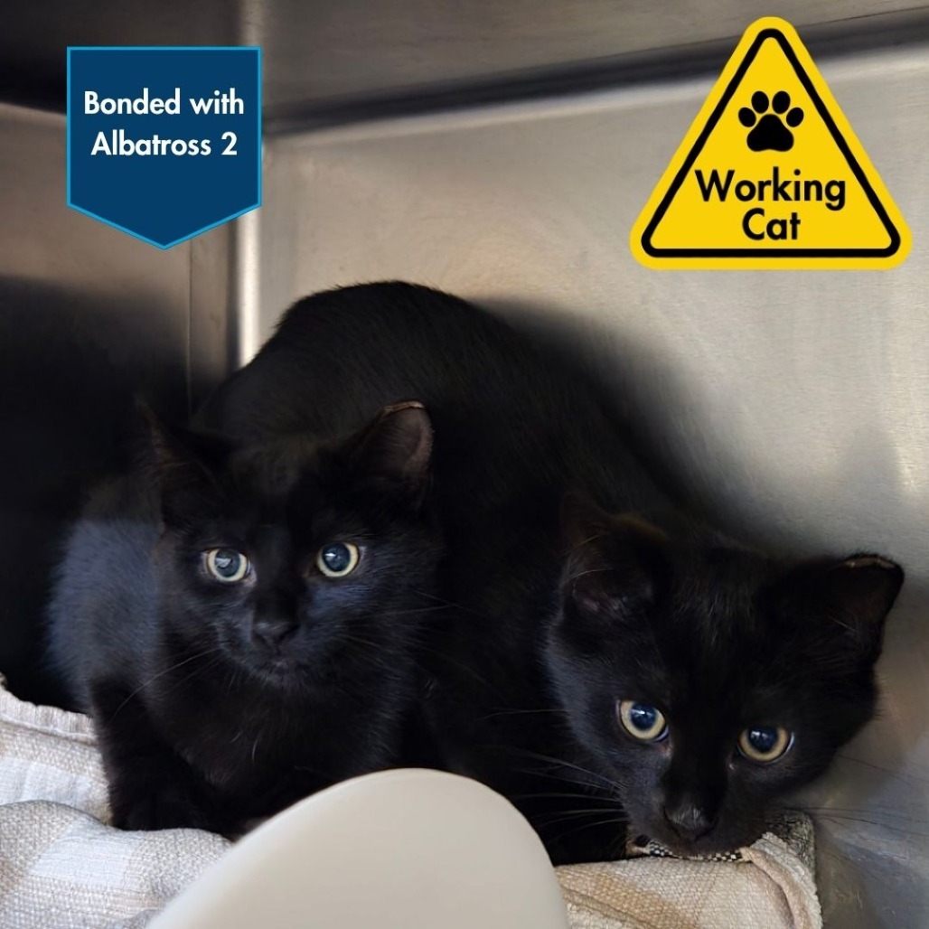 Albatross 1 - Working Cat