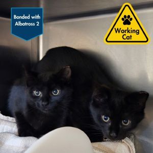 Albatross 1 - Working Cat, Baby Male Domestic Short Hair