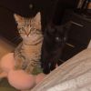 Albatross 1 - Working Cat photo 2