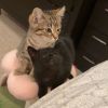 Albatross 1 - Working Cat photo 3