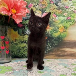 Ohio, Baby Male Domestic Long Hair