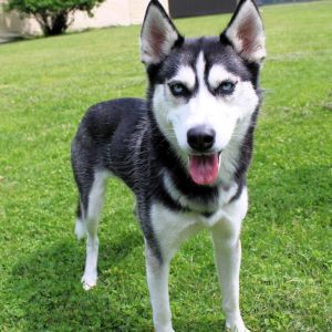 Lilith, Young Female Husky