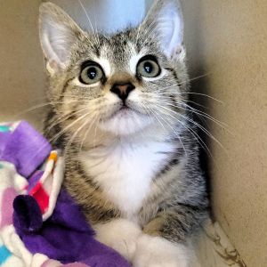 Pickles, Baby Female Domestic Short Hair