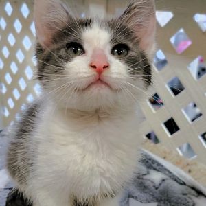 Rafe, Baby Female Domestic Short Hair