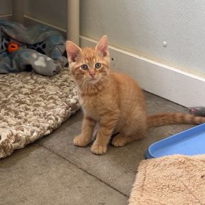 Andy, Baby Male Domestic Medium Hair