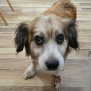 Sweetie Boy Cardigan Welsh Corgi Dog
