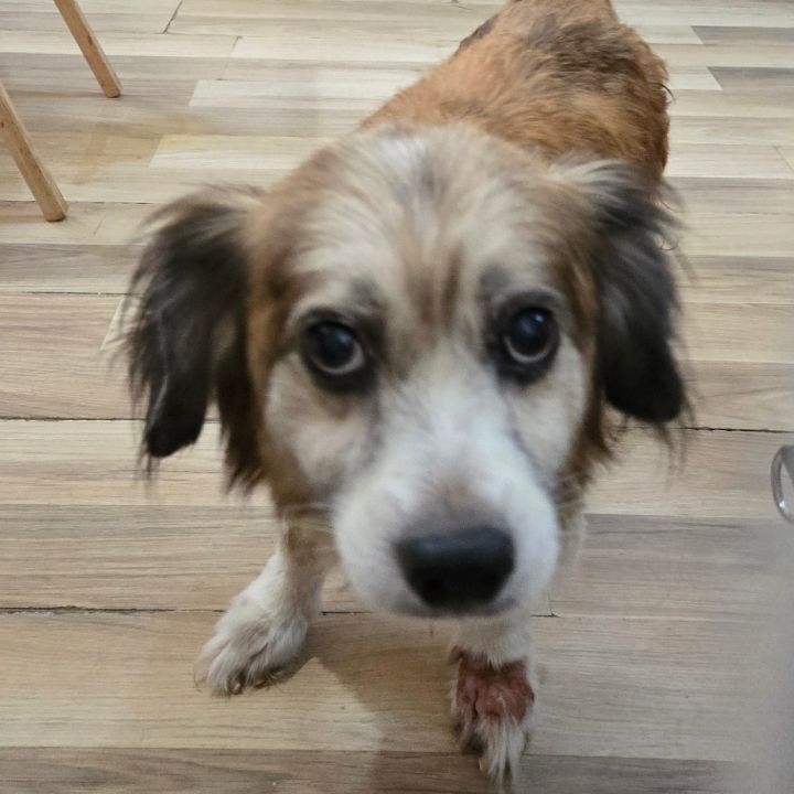 Sweetie Boy 1