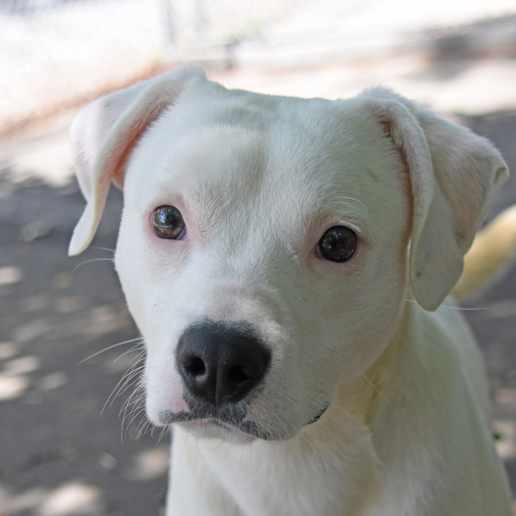 Shaggy, an adoptable Feist, Terrier in Columbus, NC, 28722 | Photo Image 1