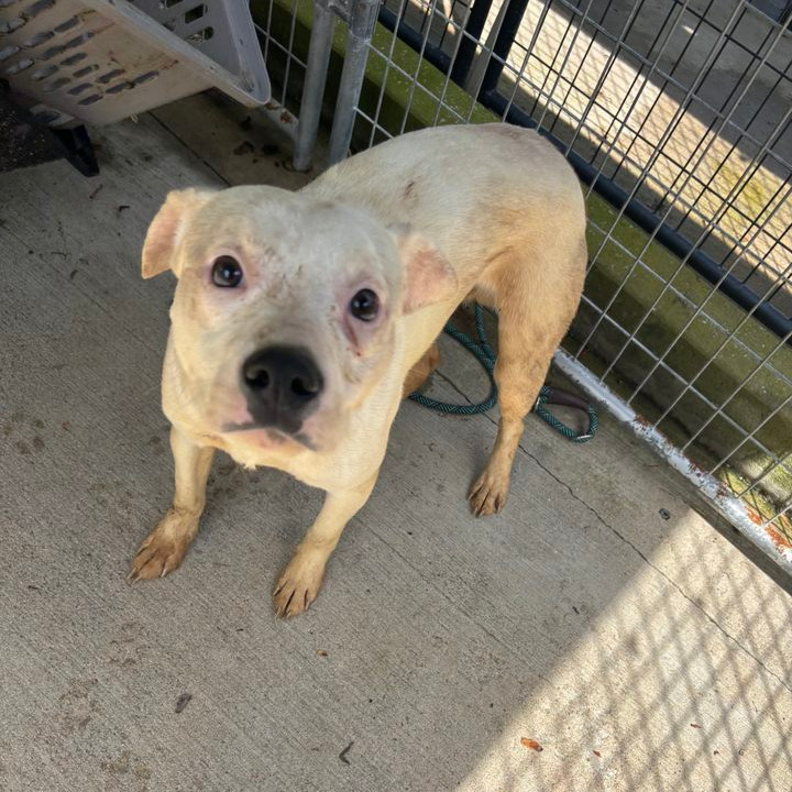 Shaggy, an adoptable Feist, Terrier in Columbus, NC, 28722 | Photo Image 2