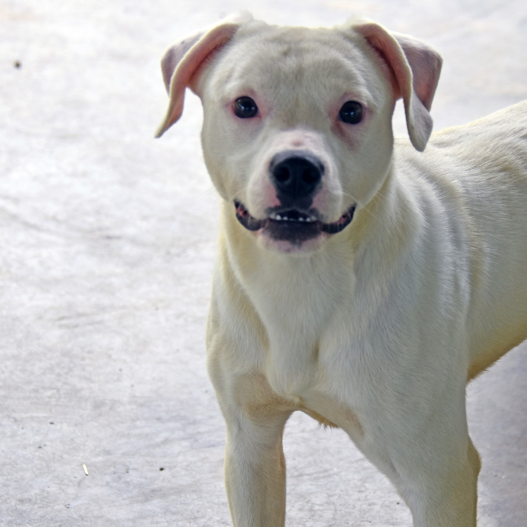 Shaggy, an adoptable Feist, Terrier in Columbus, NC, 28722 | Photo Image 3