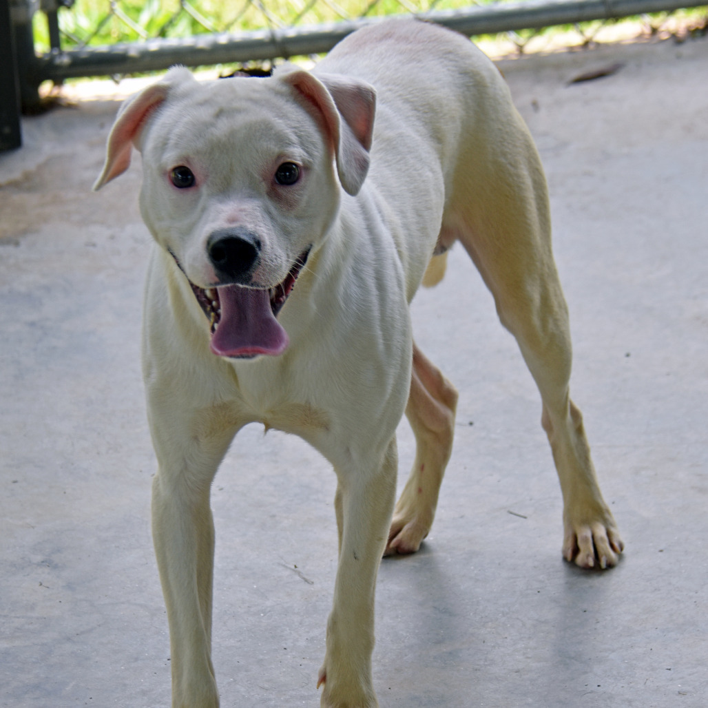 Shaggy, an adoptable Feist, Terrier in Columbus, NC, 28722 | Photo Image 4